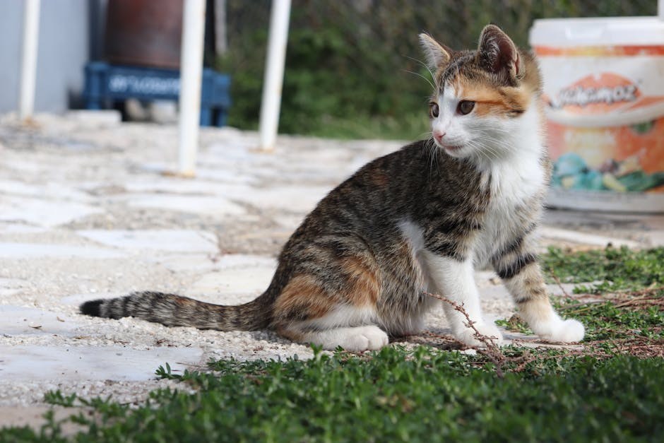 Smiju li psi jesti Combos? Jesu li ove grickalice sigurne za pse?