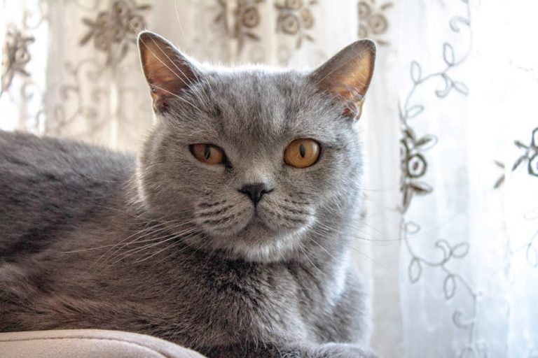 Mogu li psi jesti papriku? Je li paprika sigurna za pse?