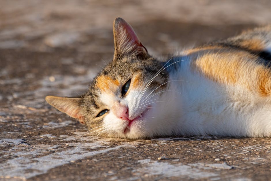 Mogu li psi jesti papriku? Je li paprika sigurna za pse?