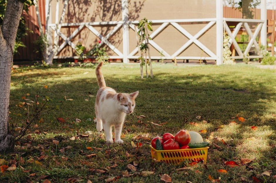 Mogu li psi jesti papriku? Je li paprika sigurna za pse?