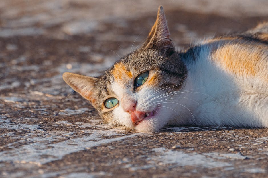 Mogu li psi jesti papriku? Je li paprika sigurna za pse?