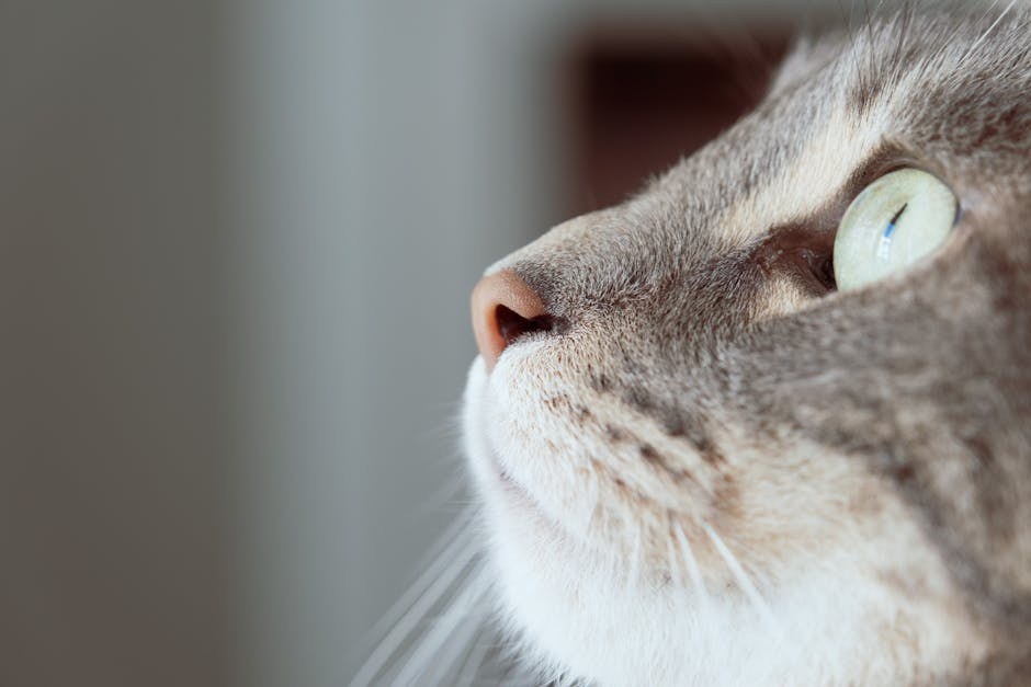 Smiju li psi jesti pinjole? Jesu li ove sjemenke sigurne za pse?