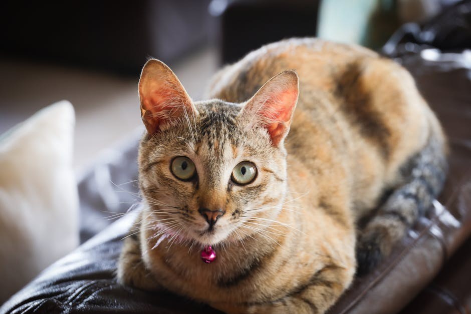 Smiju li psi jesti pinjole? Jesu li ove sjemenke sigurne za pse?