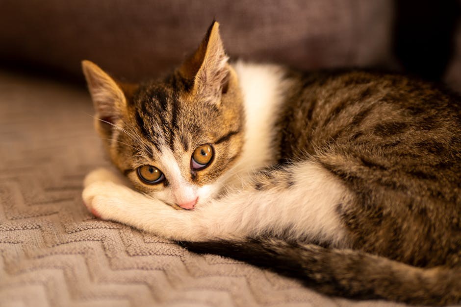 Smiju li psi jesti béarnaise umak i je li siguran za njih?