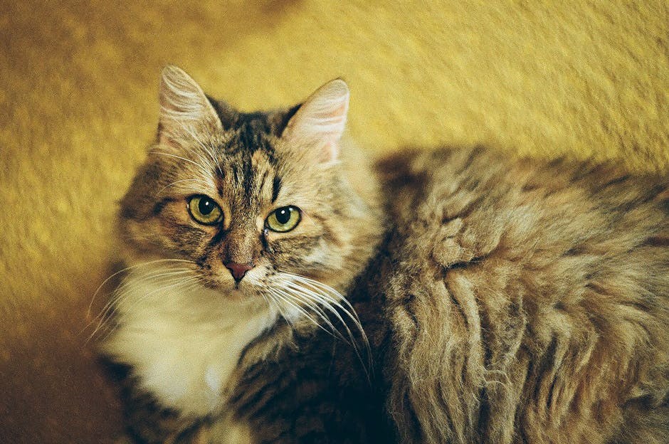 Smiju li psi jesti pršut? Je li sigurno za pse?