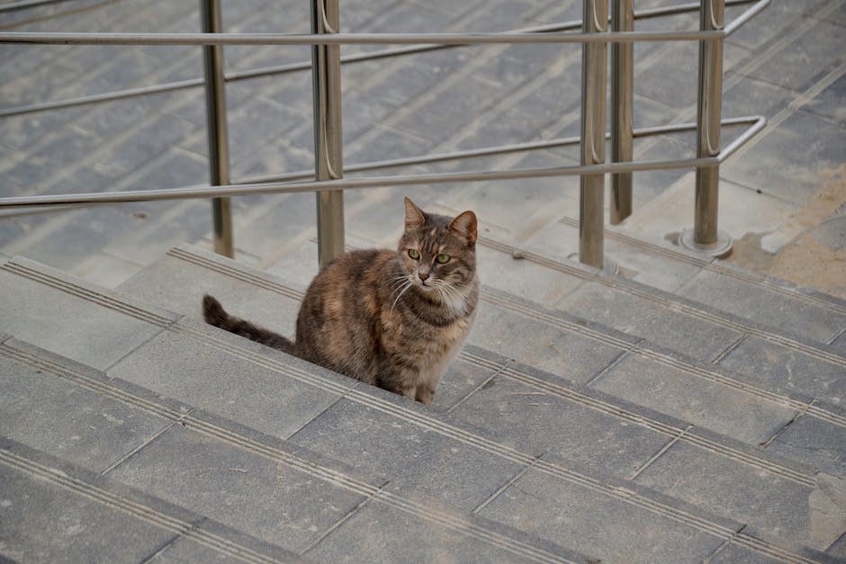 Smiju li psi jesti pršut? Je li sigurno za pse?