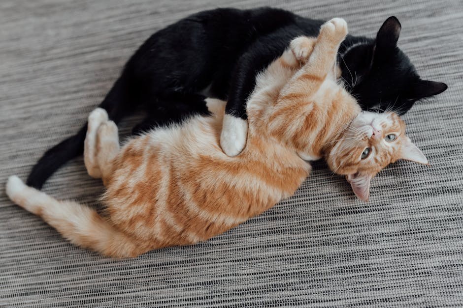 4 prirodna sredstva protiv lošeg zadaha vašeg psa