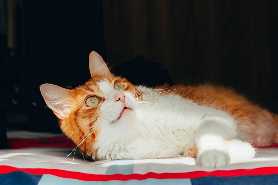 Smiju li psi jesti alfalfa klice i je li to sigurno?