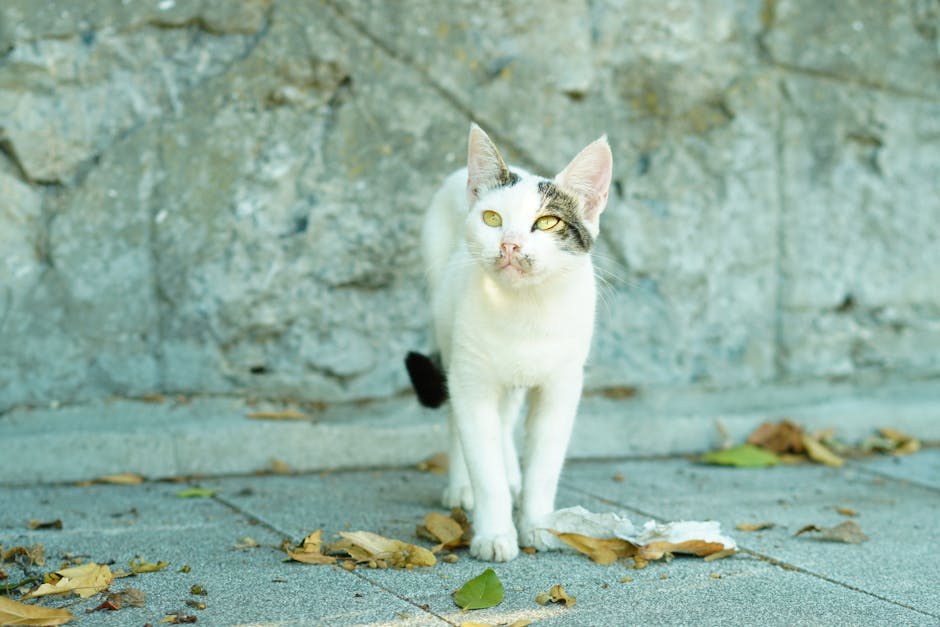 Smiju li psi jesti alfalfa klice i je li to sigurno?