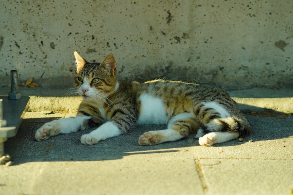 Smiju li psi jesti alfalfa klice i je li to sigurno?