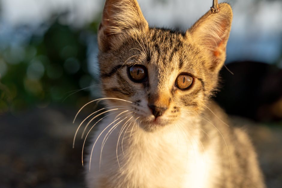 Smiju li psi jesti alfalfa klice i je li to sigurno?