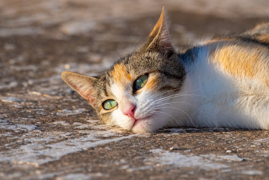 Smiju li psi jesti risotto ? Je li jelo sigurno za pse?