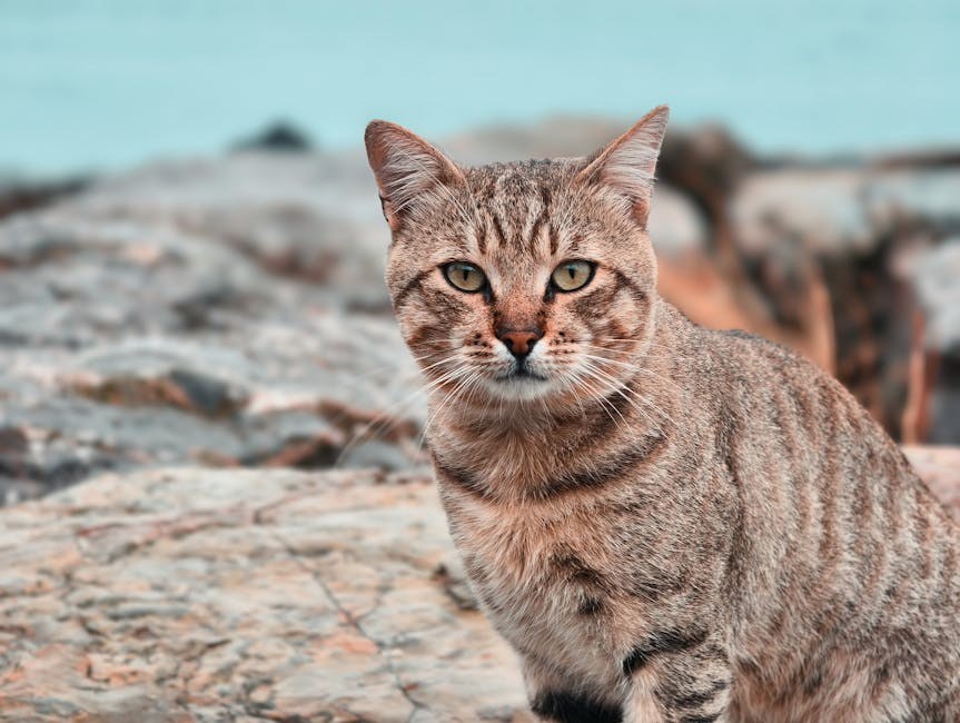 Smiju li psi jesti veggie burger i je li to sigurno?