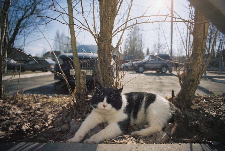 Mogu li psi jesti češnjakov kruh? Sigurnost za pse objašnjena