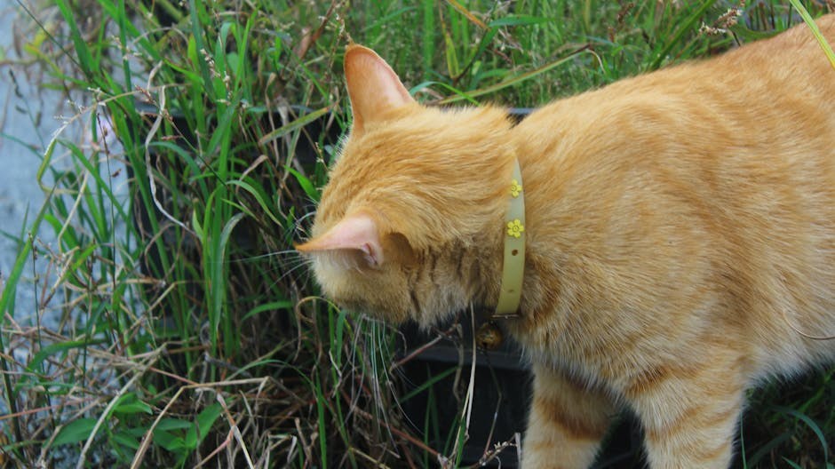 Mogu li psi jesti češnjakov kruh? Sigurnost za pse objašnjena