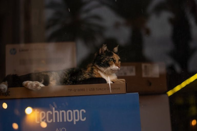 Smije li pas jesti bešamel umak i je li to sigurno?