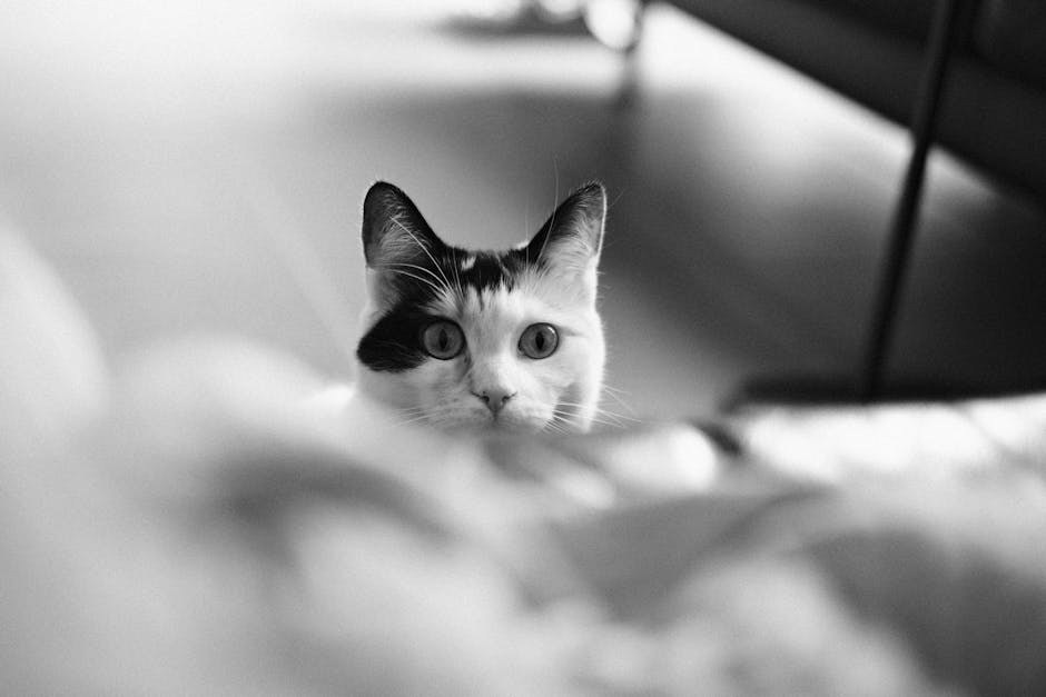 Smije li pas jesti bešamel umak i je li to sigurno?