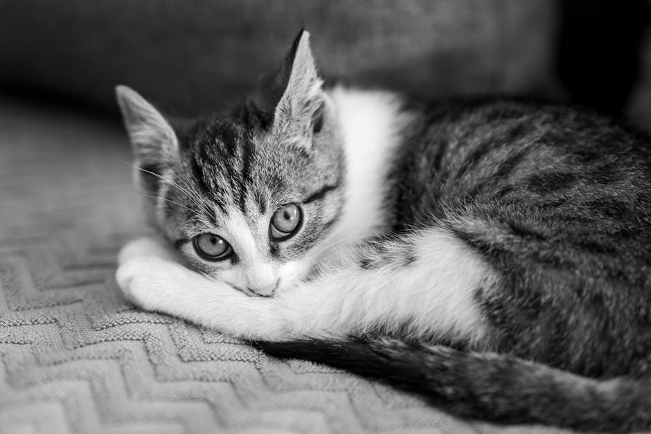 Smije li pas jesti bešamel umak i je li to sigurno?