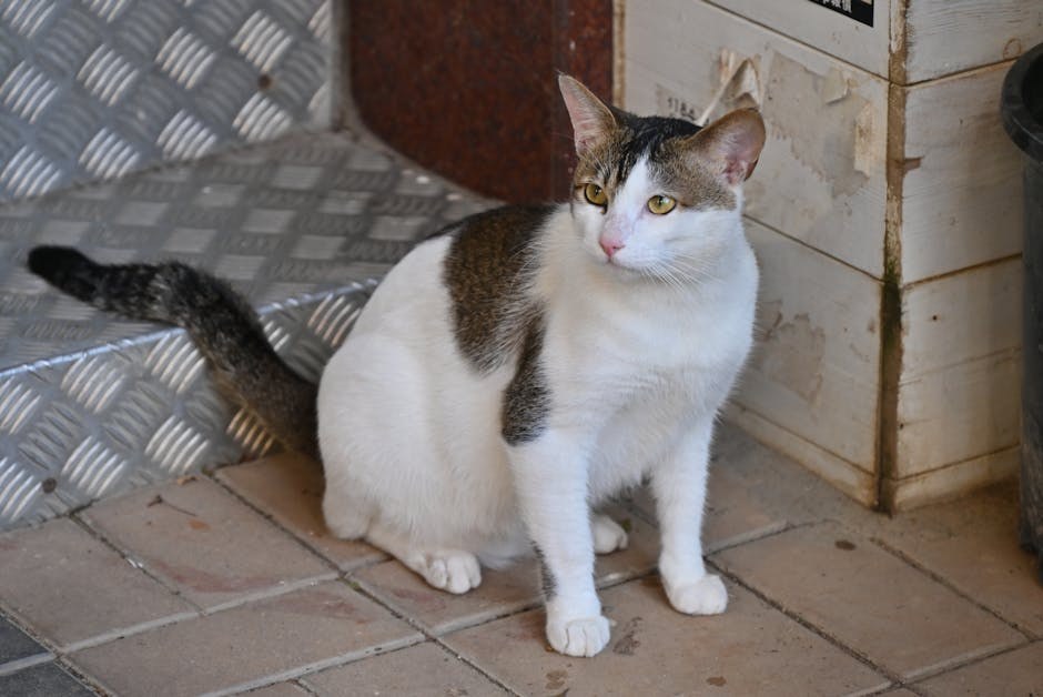 Smiju li psi jesti pasta ? Je li tjestenina sigurna za pse?