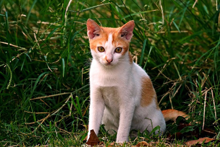 Tumori mliječne žlijezde kod pasa: simptomi, uzroci i liječenje