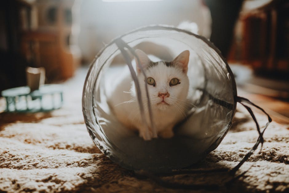 Mogu li psi jesti hollandaise umak? Je li siguran za njih?