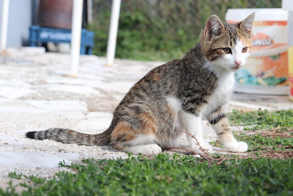 Mogu li psi jesti hollandaise umak? Je li siguran za njih?