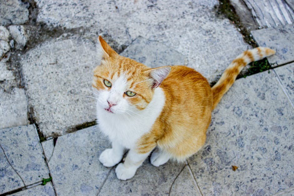 Mogu li psi jesti hollandaise umak? Je li siguran za njih?