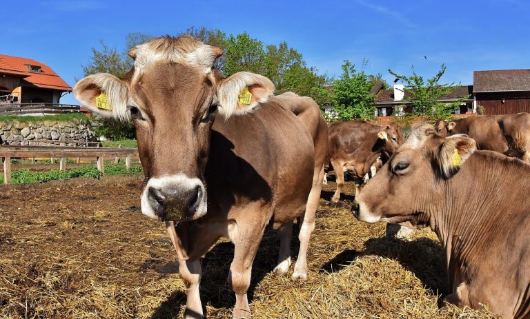 Smiju li psi jesti rabarbaru? Je li rabarbara sigurna za pse?