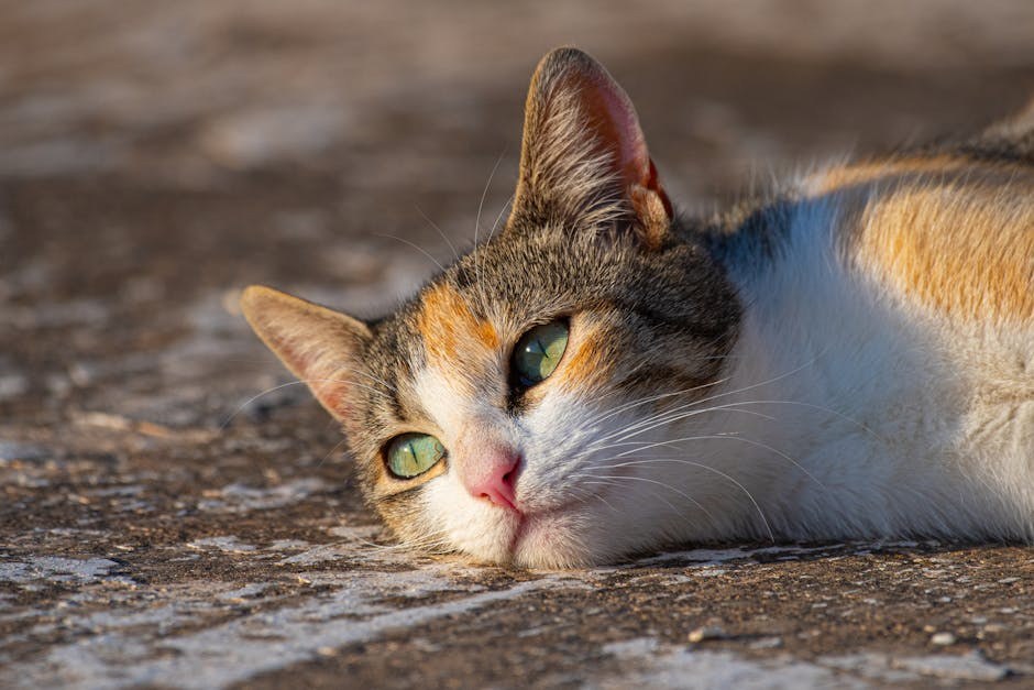 Smiju li psi jesti pizzu i je li to sigurno?