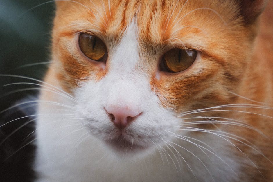 Smiju li psi jesti pizzu i je li to sigurno?