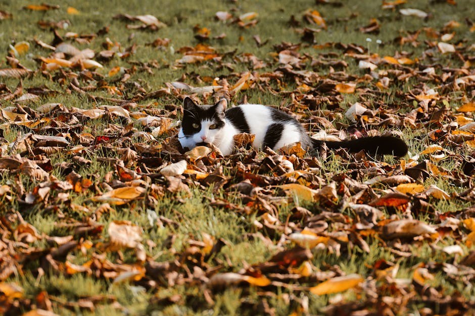 Smiju li psi jesti pizzu i je li to sigurno?