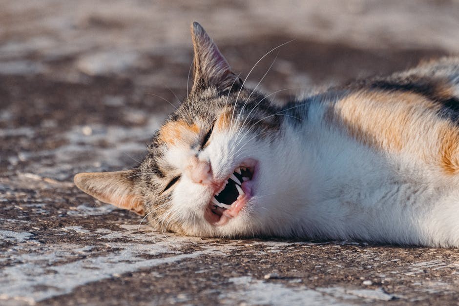 Smiju li psi jesti sunflower seeds i jesu li sigurne?