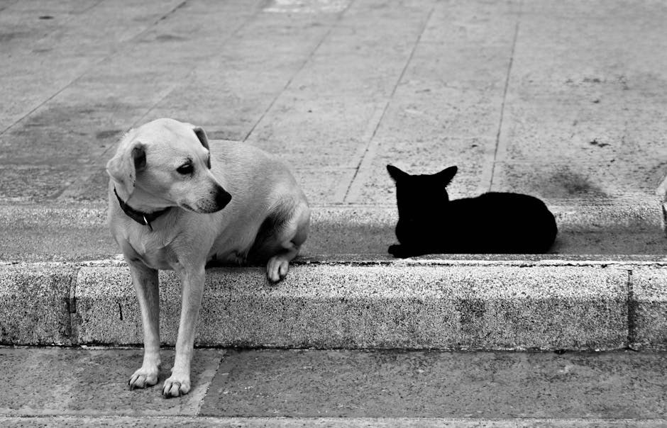 Smiju li psi jesti sunflower seeds i jesu li sigurne?