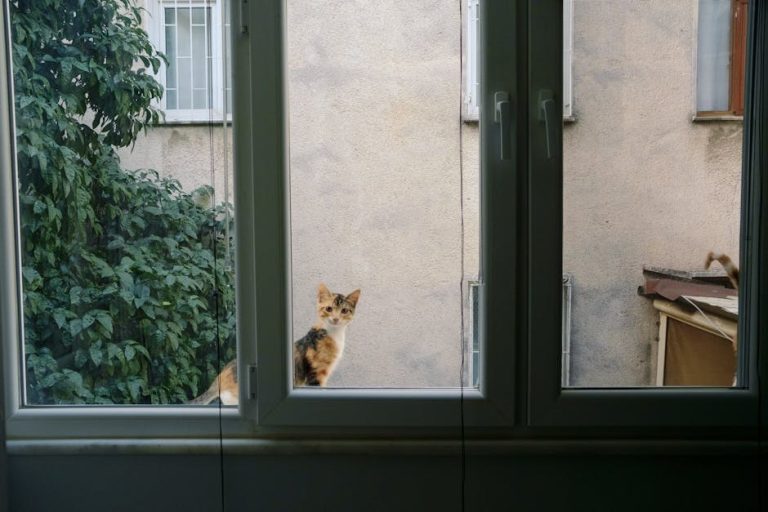 Smiju li psi jesti grits - jesu li sigurne za pse?