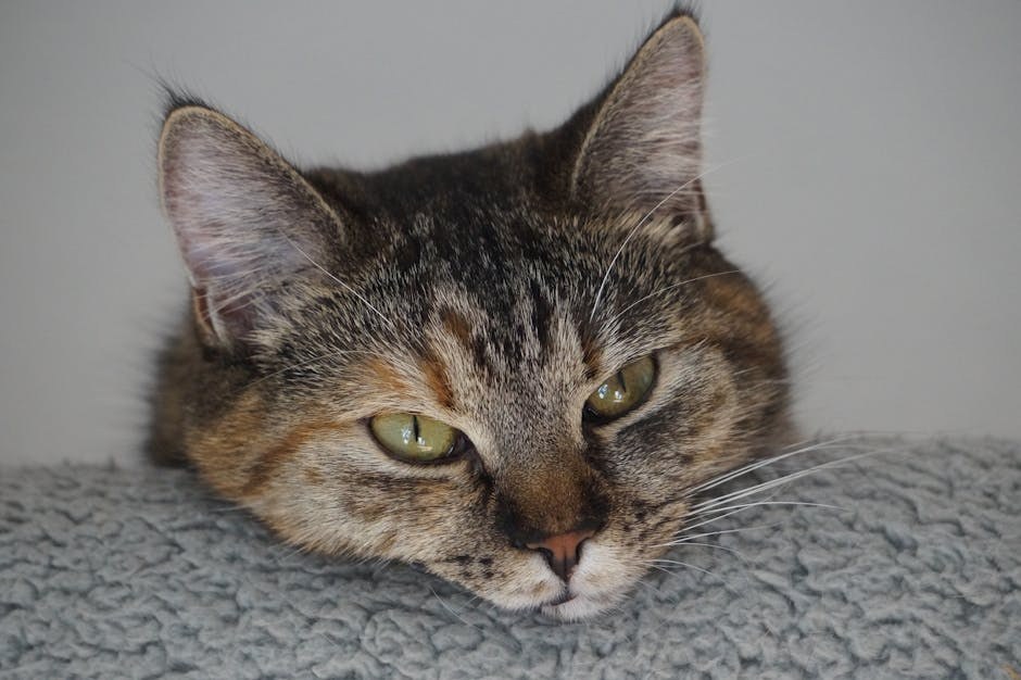 Smiju li psi jesti grits - jesu li sigurne za pse?