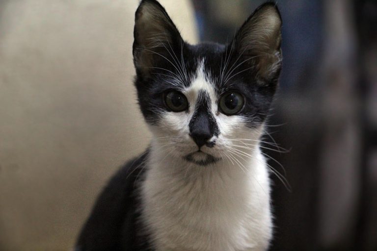 Smiju li psi jesti cheddar i je li taj sir siguran za pse?