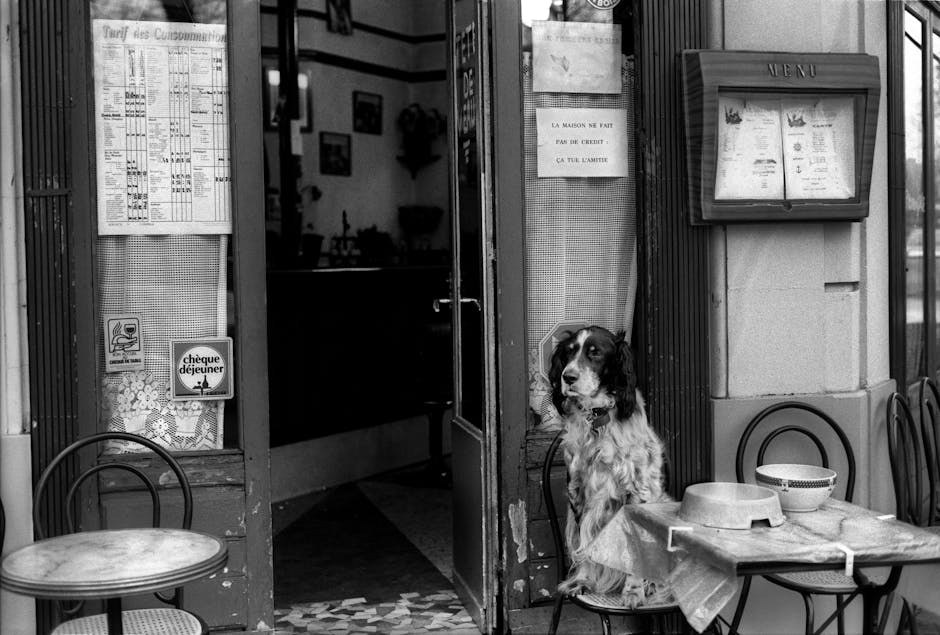 Smiju li psi jesti cheddar i je li taj sir siguran za pse?