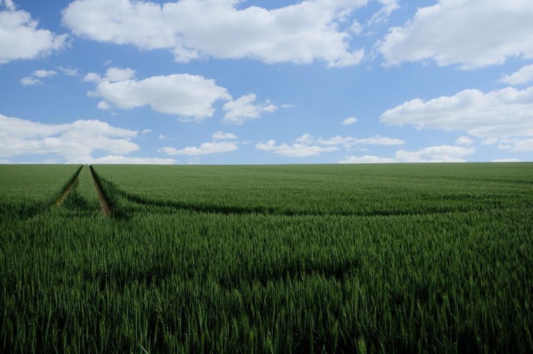 Smiju li psi jesti sir Romano i je li siguran za pse