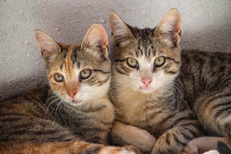 Smiju li psi jesti toffee i je li siguran za njih?