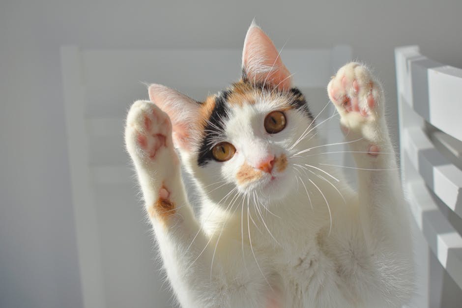 Smiju li psi jesti toffee i je li siguran za njih?