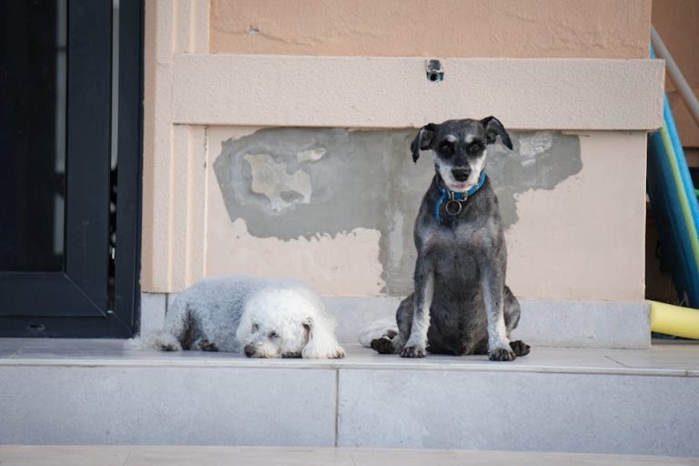 Kontrola krpelja kod pasa: tretmani, prevencija i kada posjetiti veterinara