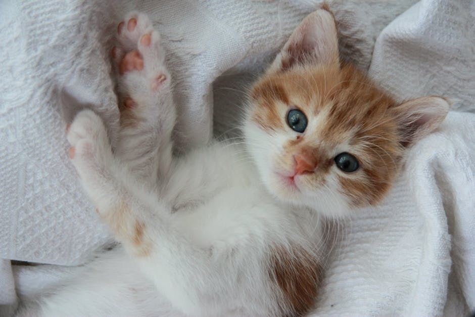 Smiju li psi jesti pistacije i koliko su sigurne?