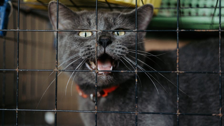 Smiju li psi jesti pistacije i koliko su sigurne?