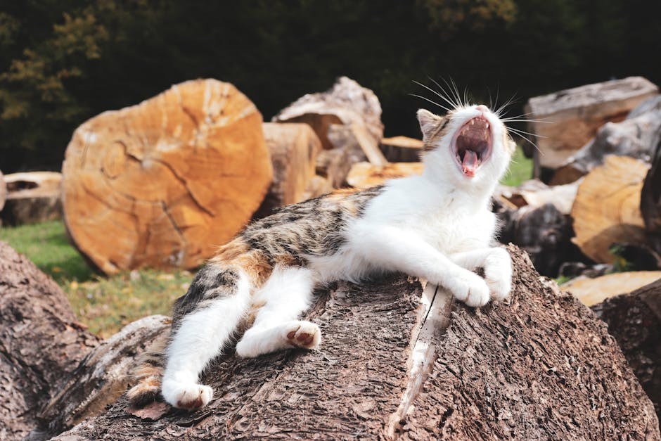 Smiju li psi jesti peršin i je li peršin siguran za pse?