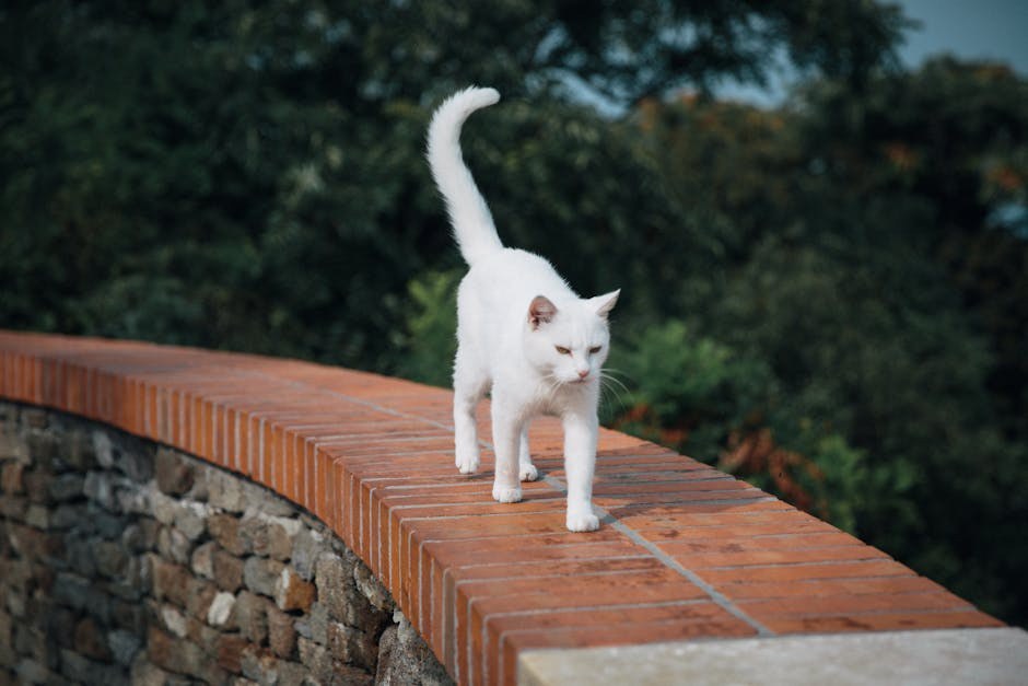 Smiju li psi jesti peršin i je li peršin siguran za pse?