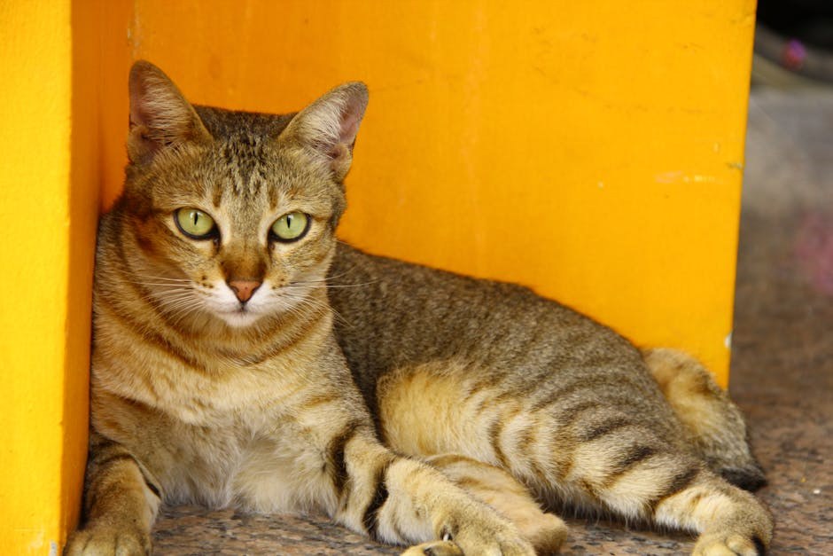 Smiju li psi jesti peršin i je li peršin siguran za pse?