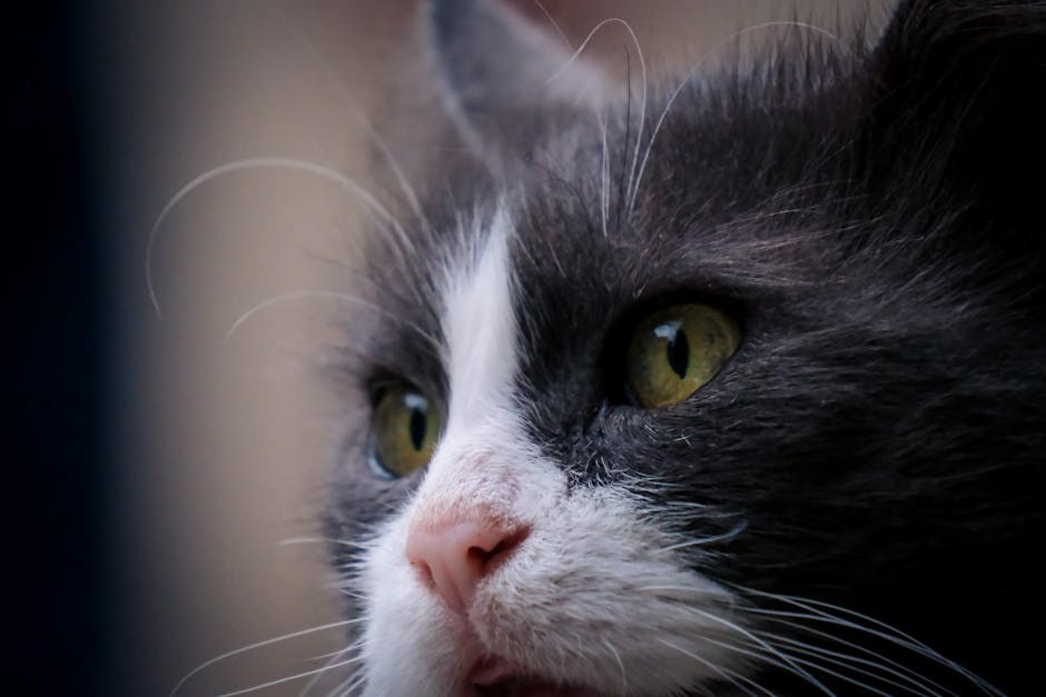 Smiju li psi jesti peršin i je li peršin siguran za pse?