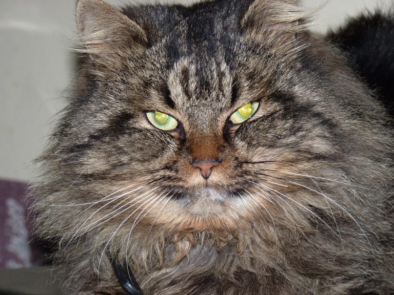 Smiju li psi jesti hot dogove - je li ova brza grickalica sigurna?