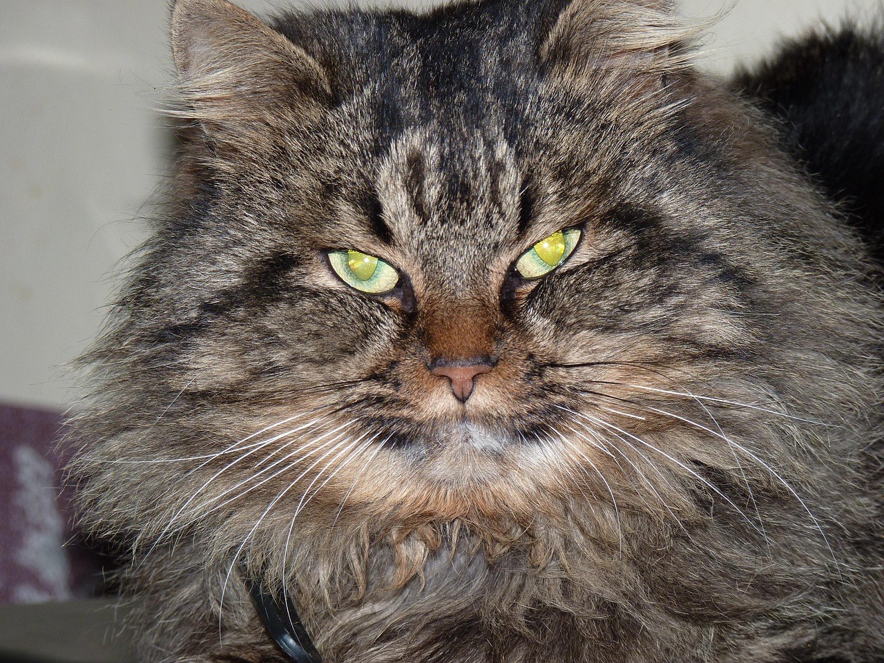 Smiju li psi jesti hot dogove - je li ova brza grickalica sigurna?