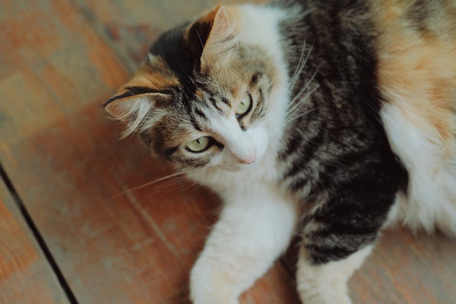 Smiju li psi jesti hot dogove - je li ova brza grickalica sigurna?